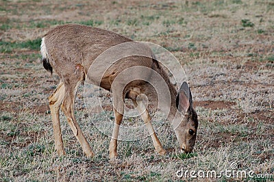 Female Mule Deer (Odocoileus hemionus) Stock Photo