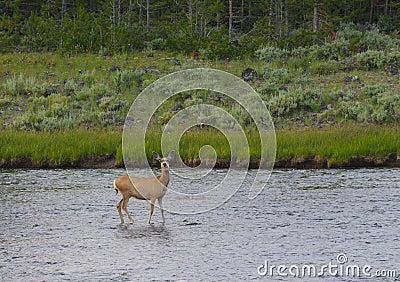 Female mule deer in river Stock Photo