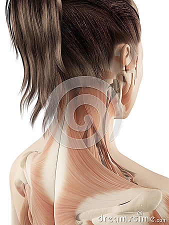 Female Muscles Of The Neck Royalty Free Stock Image - Image: 34777506
