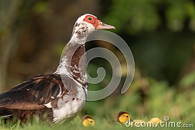 Female Muscovy duck (Cairina moschata) with her chicks Stock Photo