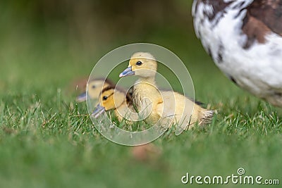 Female Muscovy duck (Cairina moschata) with her chicks Stock Photo