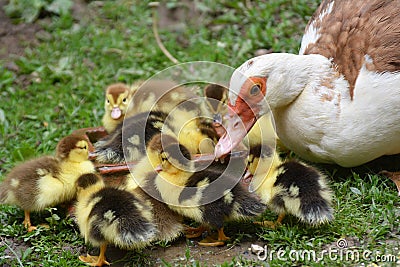 A female muscovy duck Cairina moschata with her young brood Stock Photo