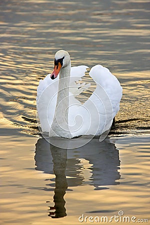 Female Mute Swan - Norfolk Broads - England Stock Photo