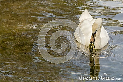 Female Mute Swan Eating Pond Vegetation Stock Photo