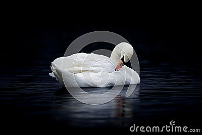 Female Mute Swan Preening on Dark Water Stock Photo