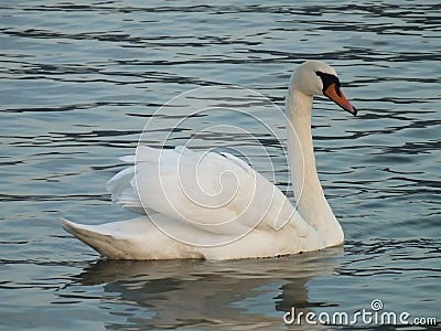 Female mute swan watching strangers Stock Photo