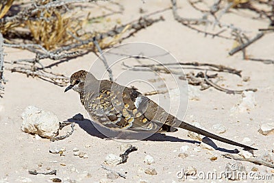 Female Namaqua Dove in Kalahari desert Stock Photo