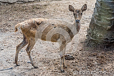 Female Native Barking Deer Stock Photo