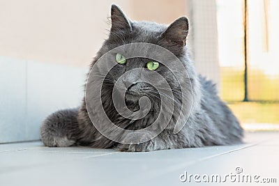 Female Nebelung cat Stock Photo
