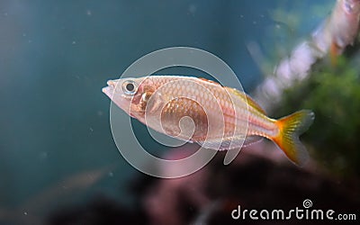 Female Neon Dwarf Rainbowfish Stock Photo