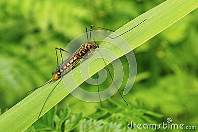 Nephrotoma crocata on a leaf Stock Photo