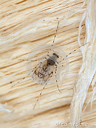 Female nonbiting midge, Ablabesmyia on wood Stock Photo