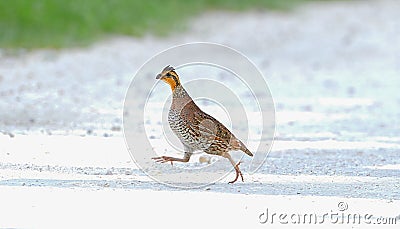Female northern bobwhite quail (Colinus virginianus) running fast across a white sand and gravel road, Central Florida Stock Photo