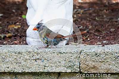 Female Northern cardinal bird molting its feathers. Stock Photo