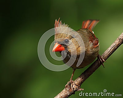 Female Northern Cardinal Closeup Stock Photo