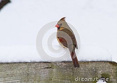 A Female Northern Cardinal On A Snowy Perch Stock Photo