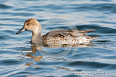 Female Northern Pintail Stock Photo