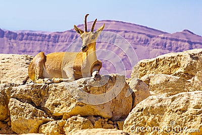 Female Nubian Ibex, Makhtesh crater Ramon Stock Photo