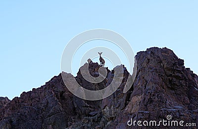 Female Nubian ibex wild goats walks on mountains near Eilat, Israel Stock Photo