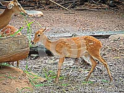 Female Nyala or Tragelaphus angasii Eating Grass on Nature Back Stock Photo