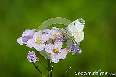 Female Orange-tip butterfly on a cuckoo flower Stock Photo