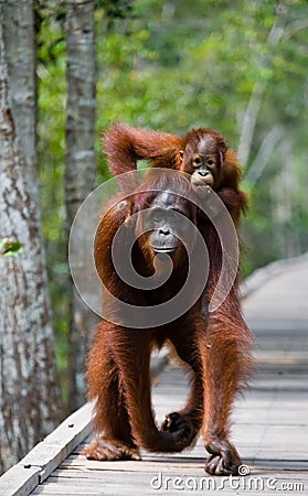 Female of the orangutan with a baby are going on a wooden bridge in the jungle. Indonesia. Stock Photo