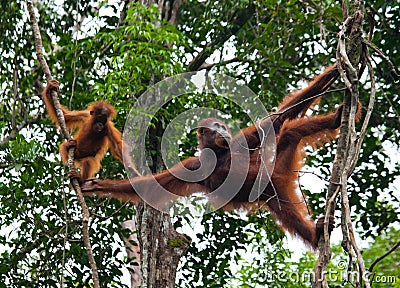 The female of the orangutan with a baby in a tree. Indonesia. The island of Kalimantan (Borneo). Cartoon Illustration