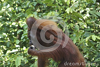Female orangutan with her young,Tanjung Puting National Park, Island of Borneo, Indonesia Stock Photo