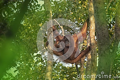 Female orangutan orang-utan - Borneo Stock Photo