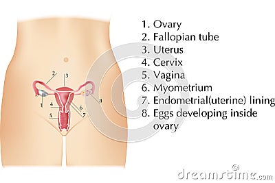 Female organs Stock Photo