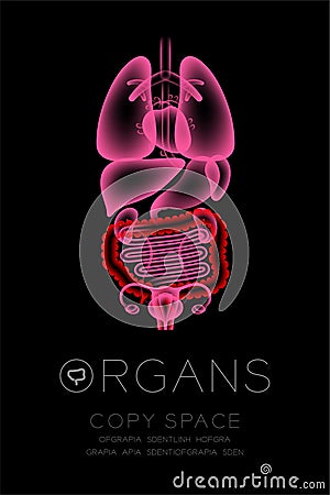 Female Organs X-ray set, Large Intestine infection concept idea Vector Illustration