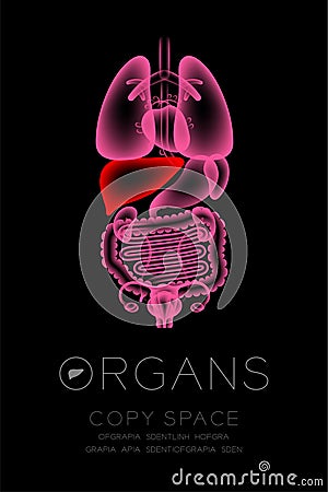 Female Organs X-ray set, Liver infection concept idea red color Vector Illustration