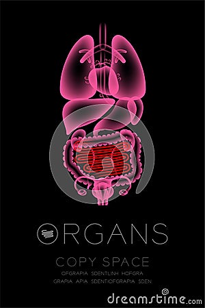 Female Organs X-ray set, Small Intestine infection concept idea Vector Illustration