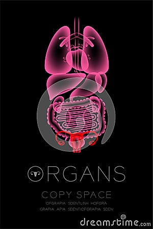 Female Organs X-ray set, Uterus and Ovaries infection concept Vector Illustration