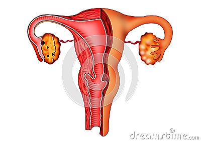 Female organs Cartoon Illustration