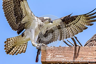 Female Osprey landing in the nest Stock Photo