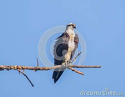 Female osprey looking to the right on a dead branch Stock Photo