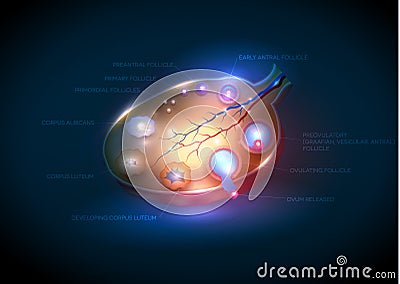 Female Ovary Vector Illustration