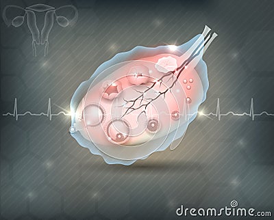 Female ovary Vector Illustration