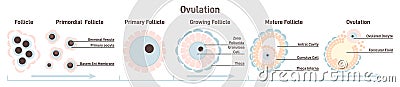 Female ovulation stages. Ovum maturing, follicle developing. Vector Illustration