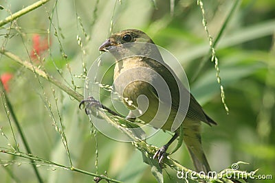 Female painted bunting eating grass seeds Stock Photo