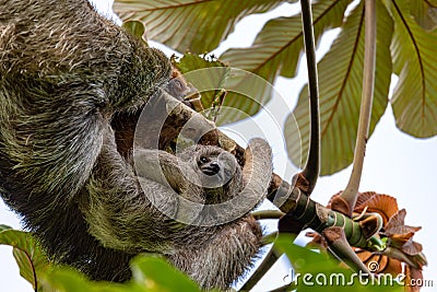 Female of pale-throated sloth - Bradypus tridactylus with baby hanged top of the tree, La Fortuna, Costa Rica wildlife Stock Photo