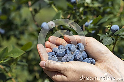 Female palms are filled with ripe blueberries. Blueberry bushes background. Stock Photo