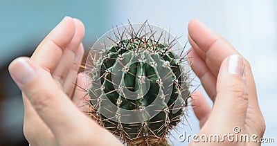 Female palms are wrapped around a prickly cactus Stock Photo