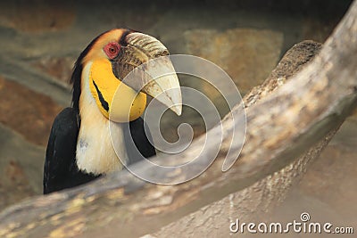 Female papuan hornbill Stock Photo