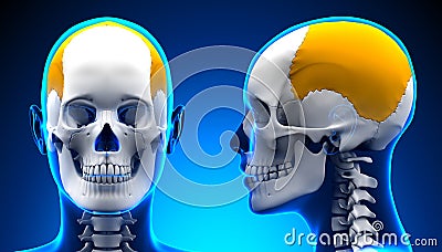 Female Parietal Bone Skull Anatomy - blue concept Stock Photo