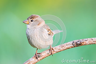 Female Passer hispaniolensis Stock Photo