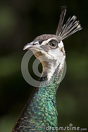 Female Peacock Stock Photo