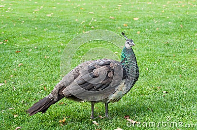 Female peacock Stock Photo