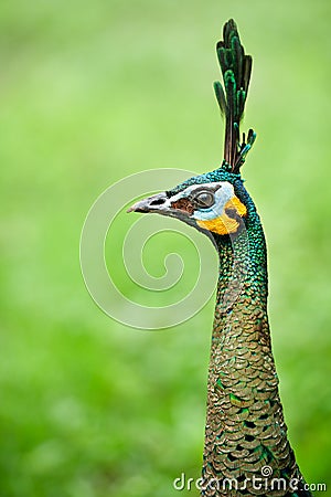 Female peacock head Stock Photo